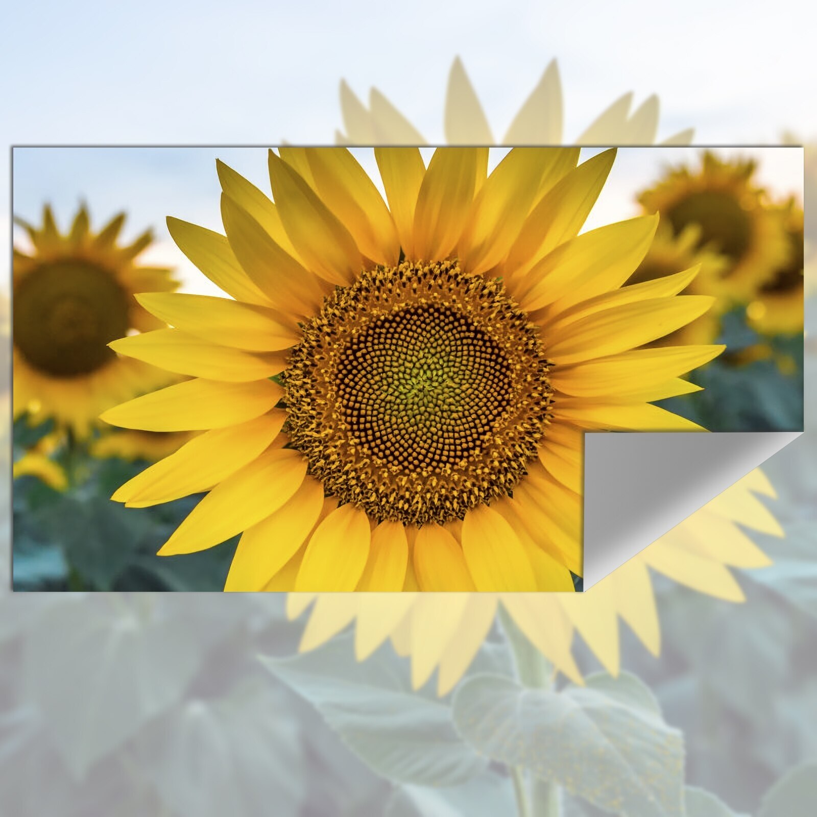 Projection Screen Reflective F - Slide Film 120 review and price